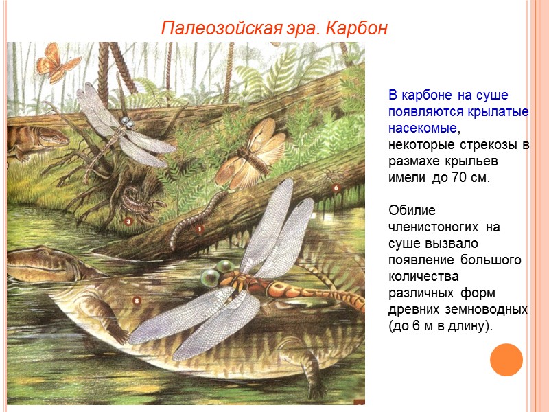 Палеозойская эра. Карбон В карбоне на суше появляются крылатые насекомые, некоторые стрекозы в размахе